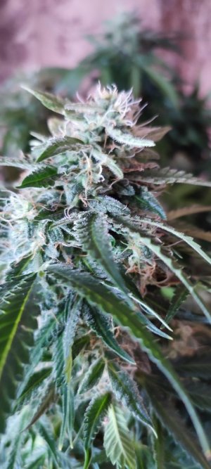 IMG_20231207_112203.jpg IMG_20231207_112203.jpg