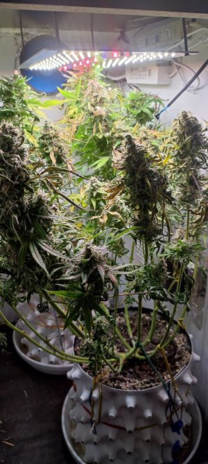 IMG_20231215_111125.jpg IMG_20231215_111125.jpg