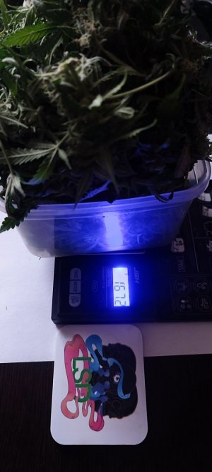 IMG_20231215_115615.jpg IMG_20231215_115615.jpg