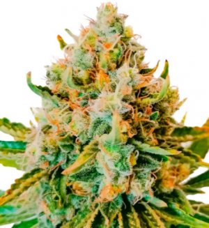 marker.jpg marker.jpg