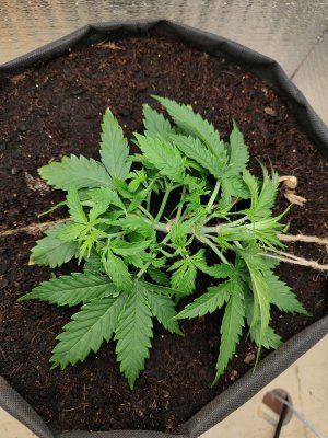 Джонни после.jpeg