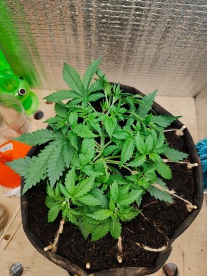 Горилла после.jpeg