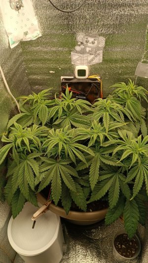 IMG_20240125_082900.jpg IMG_20240125_082900.jpg