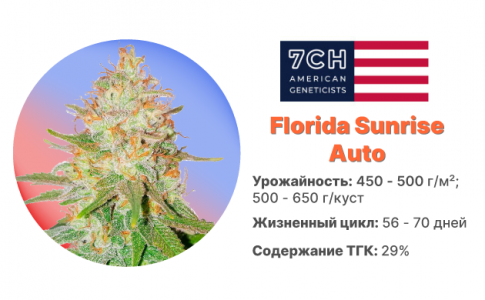 Florida Sunrise Auto