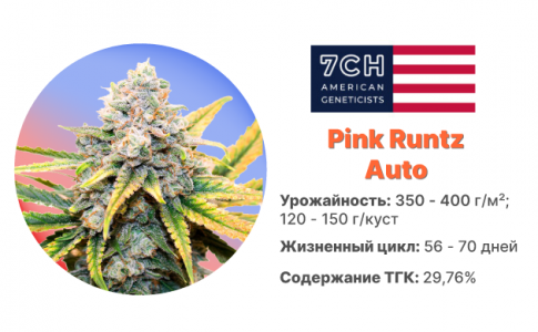 Pink Runtz Auto