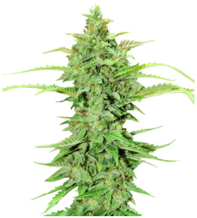 1707497613549.png 1707497613549.png