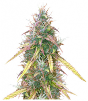 1707497616712.png 1707497616712.png