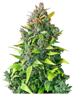 1707497620439.png 1707497620439.png