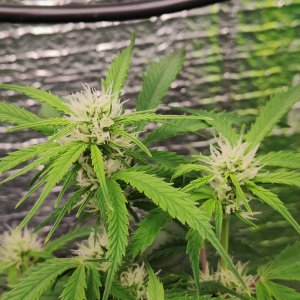 Джонни цветы.jpg