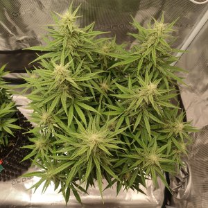 IMG20240216204731.jpg IMG20240216204731.jpg