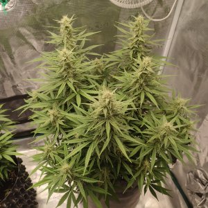 IMG20240216204737.jpg IMG20240216204737.jpg