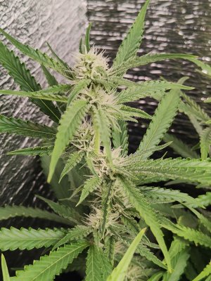 Горилла цветы.jpg