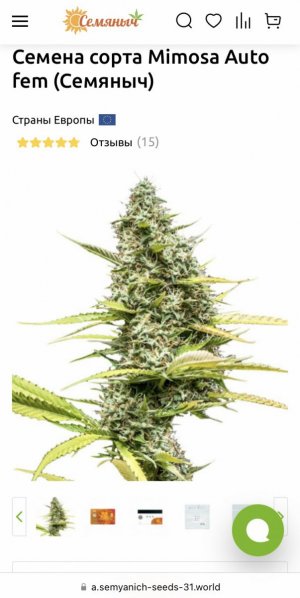 Mimosa auto fem.jpeg