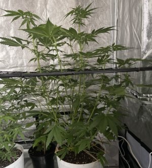 8.08.23Mimosa 2.jpeg