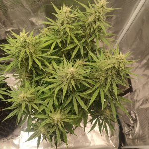 IMG20240218174054.jpg IMG20240218174054.jpg