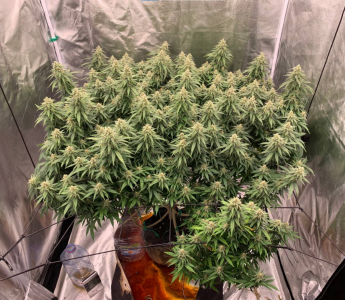 1708321616504.png 1708321616504.png