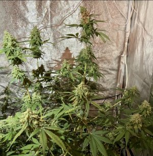 3.10.23Mimosa 2.jpeg