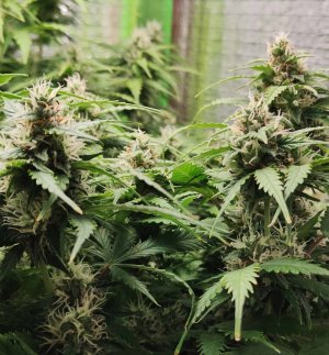 Джонни цветы.jpg