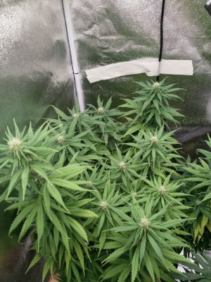 IMG_20220206_155901_470.jpg IMG_20220206_155901_470.jpg