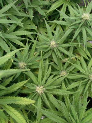 IMG_20220206_155905_155.jpg IMG_20220206_155905_155.jpg