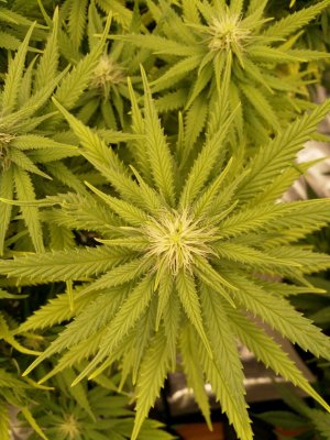 IMG_20220209_135217_677.jpg IMG_20220209_135217_677.jpg