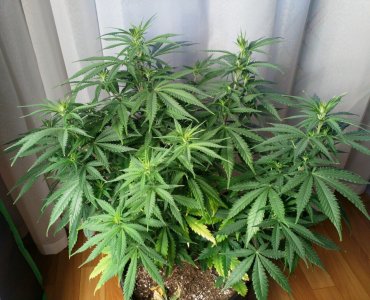 IMG_20220211_104357_185.jpg IMG_20220211_104357_185.jpg