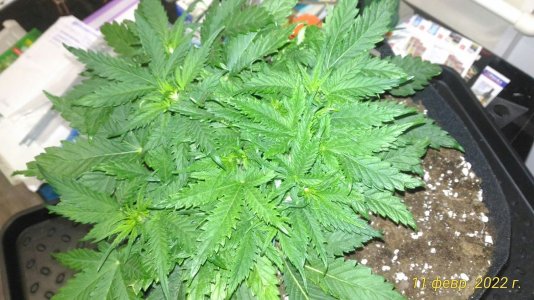 P_20220211_224337_1_p.jpg P_20220211_224337_1_p.jpg