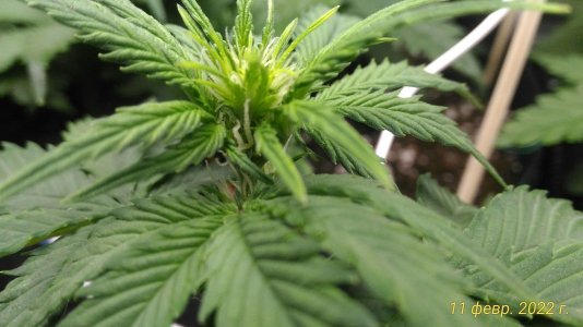 P_20220211_215235_1_p.jpg P_20220211_215235_1_p.jpg