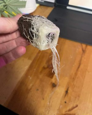 274222622_323230743167898_5119068844611391958_n.jpg 274222622_323230743167898_5119068844611391958_n.jpg