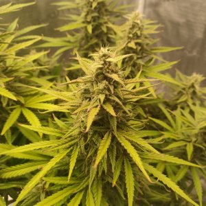 IMG20240224202231.jpg IMG20240224202231.jpg