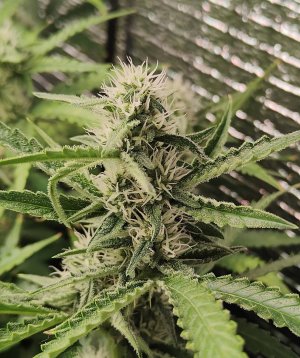 Горилла цветы.jpg