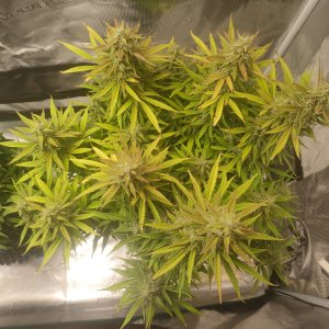 IMG20240228204248.jpg IMG20240228204248.jpg