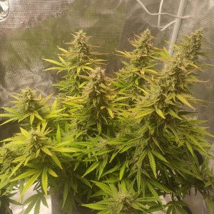 IMG20240228204258.jpg IMG20240228204258.jpg