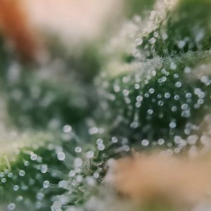 Джонни трихомычи 2.jpg