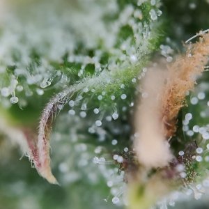 Джонни трихомычи в 3D.jpg