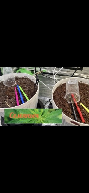 1 день.jpeg 1 день.jpeg