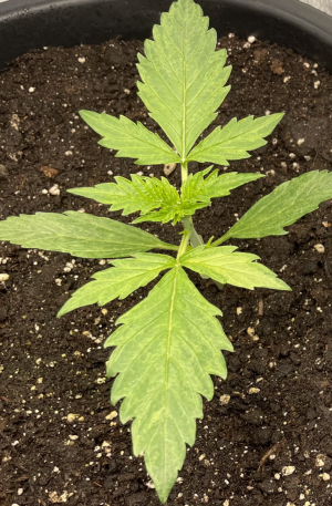 2024-03-02 13-24-07.PNG