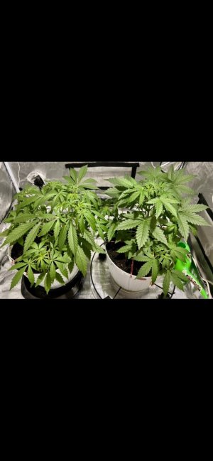 25 день.jpeg 25 день.jpeg