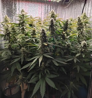 Горилла 69.jpg