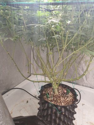 20240316_183135.jpg 20240316_183135.jpg