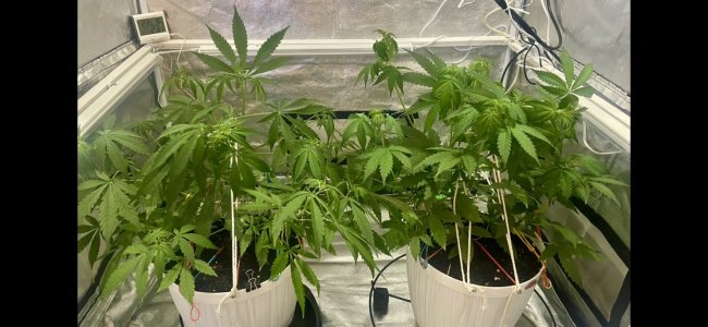 33 день. (04.03.24).jpeg