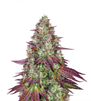 1710758851817.png 1710758851817.png