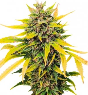 auto ak.jpg auto ak.jpg