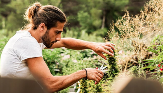 Законность каннабиса в Испании