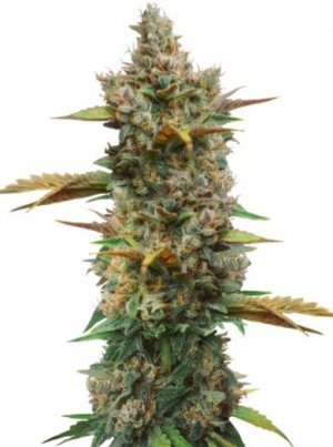 Godzilla Cookies.jpg