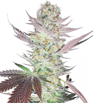 1711452324624.png 1711452324624.png