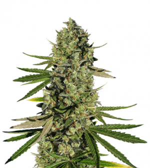 1711452328731.png 1711452328731.png