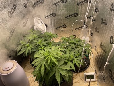 30-й день.JPG 30-й день.JPG