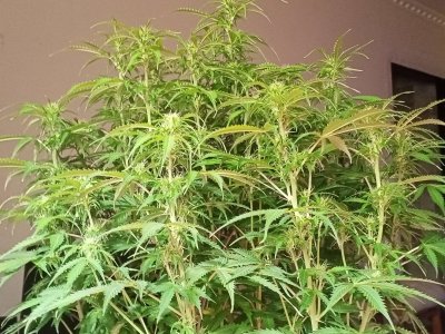 IMG20240402020927.jpg IMG20240402020927.jpg