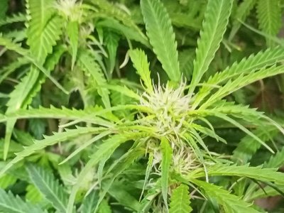 IMG20240402022342.jpg IMG20240402022342.jpg